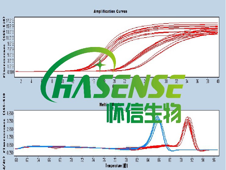 RT-PCR檢測(cè)